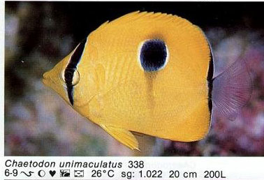 Chaetodon unimaculatus